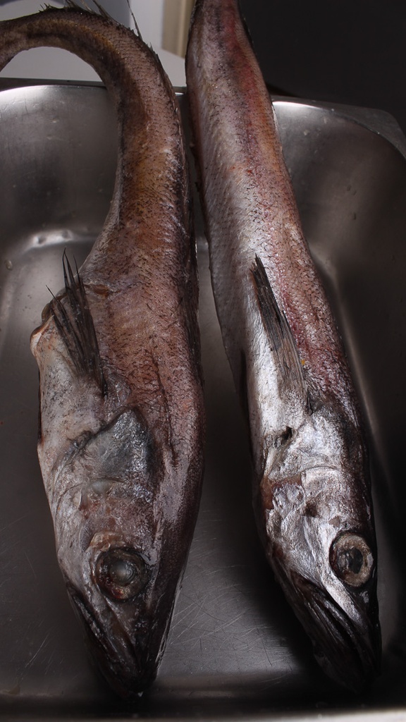 Hake/Panla Fish
