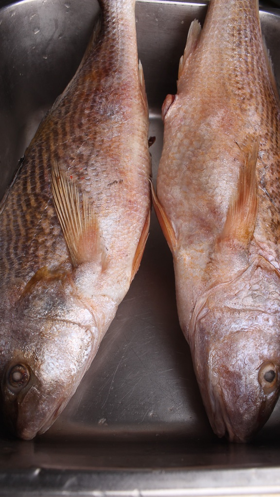 Croaker Fish Red