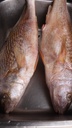 Croaker Fish Red