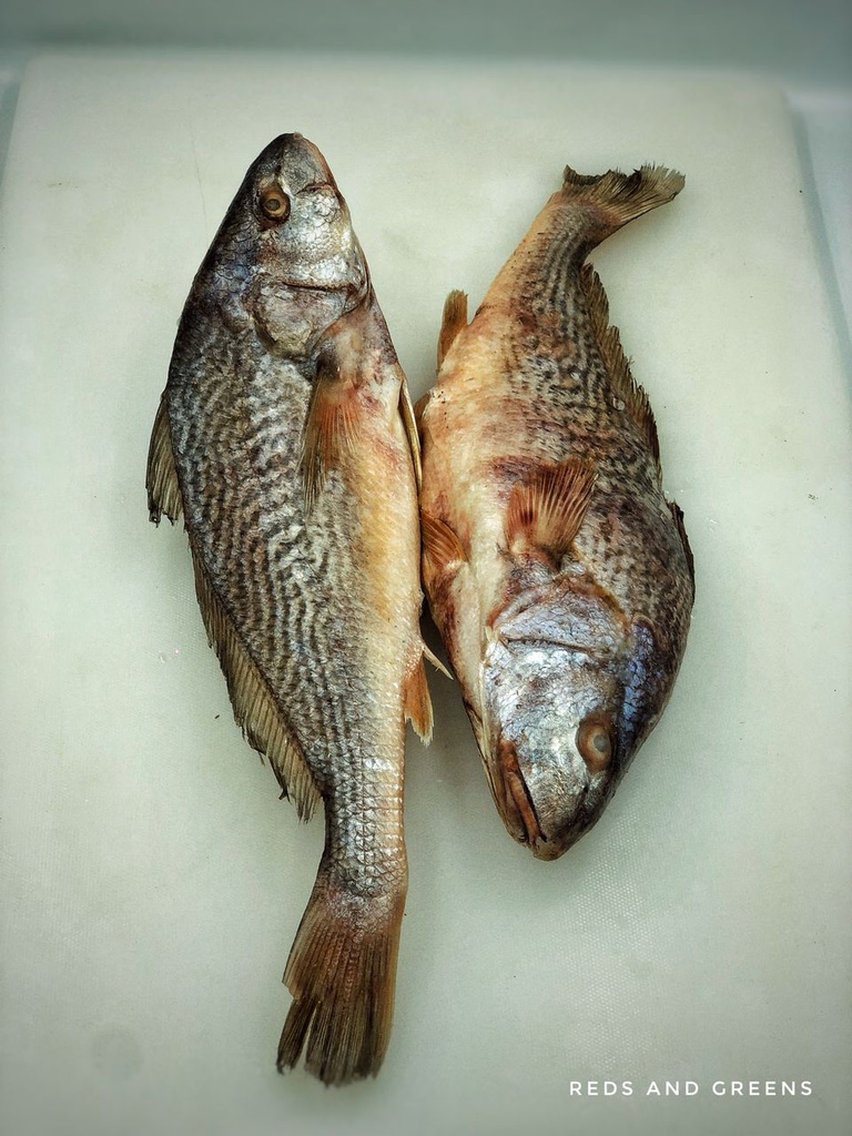 Croaker Fish Red