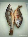 Croaker Fish Red