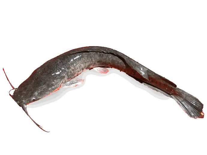 [PSL-083] Fresh Catfish