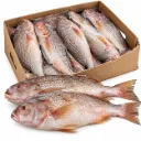 Red Croaker Fish