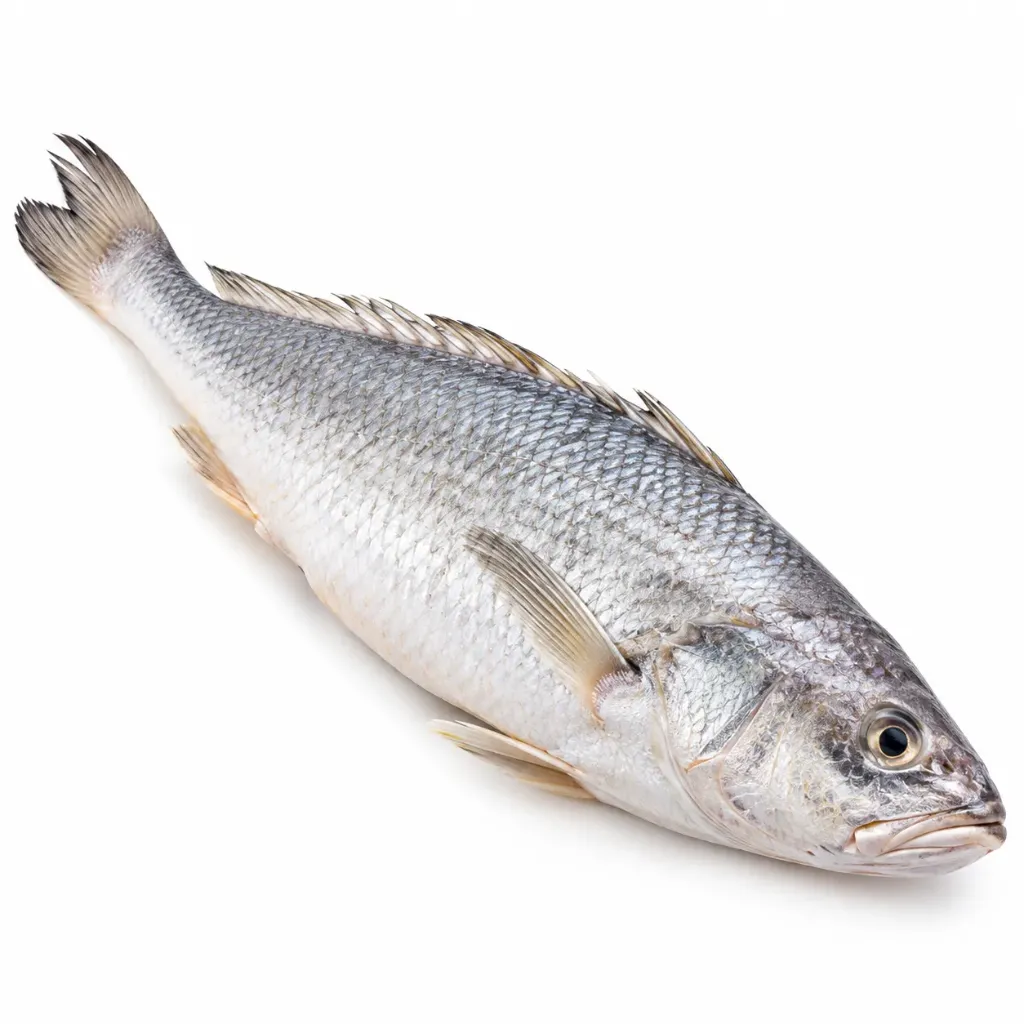 [PSL-086] White Croaker Fish