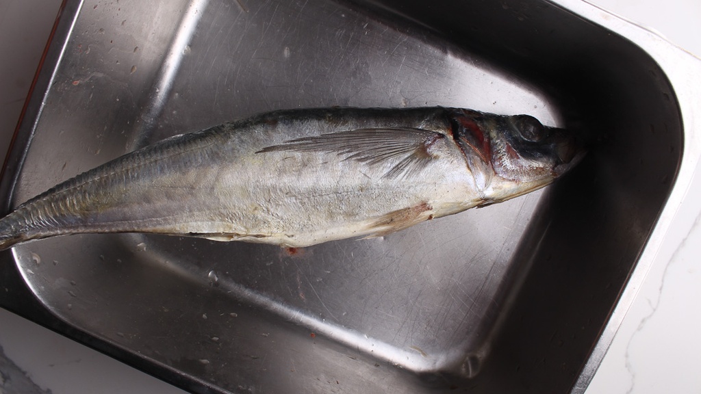 [PSL-090] Kote AKA Horse Mackerel