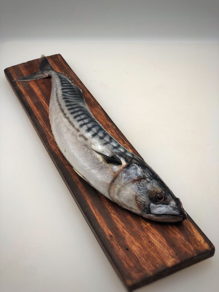 [PSL-108] Titus/Mackerel Fish