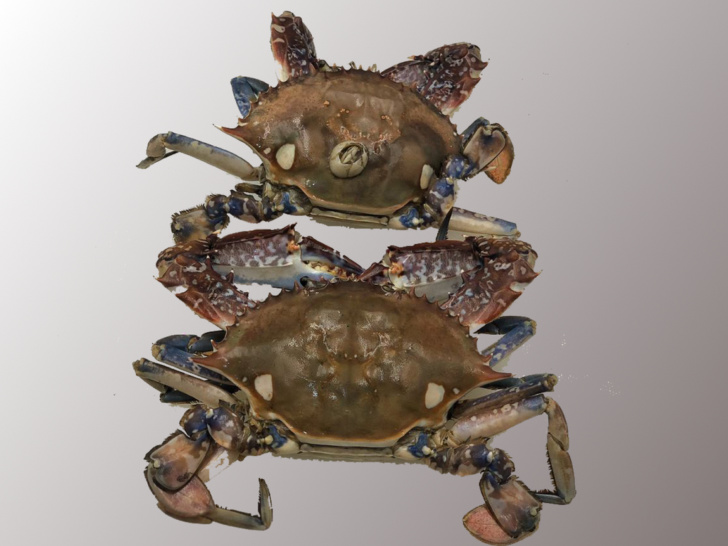 [CMB-077] Sea Crabs